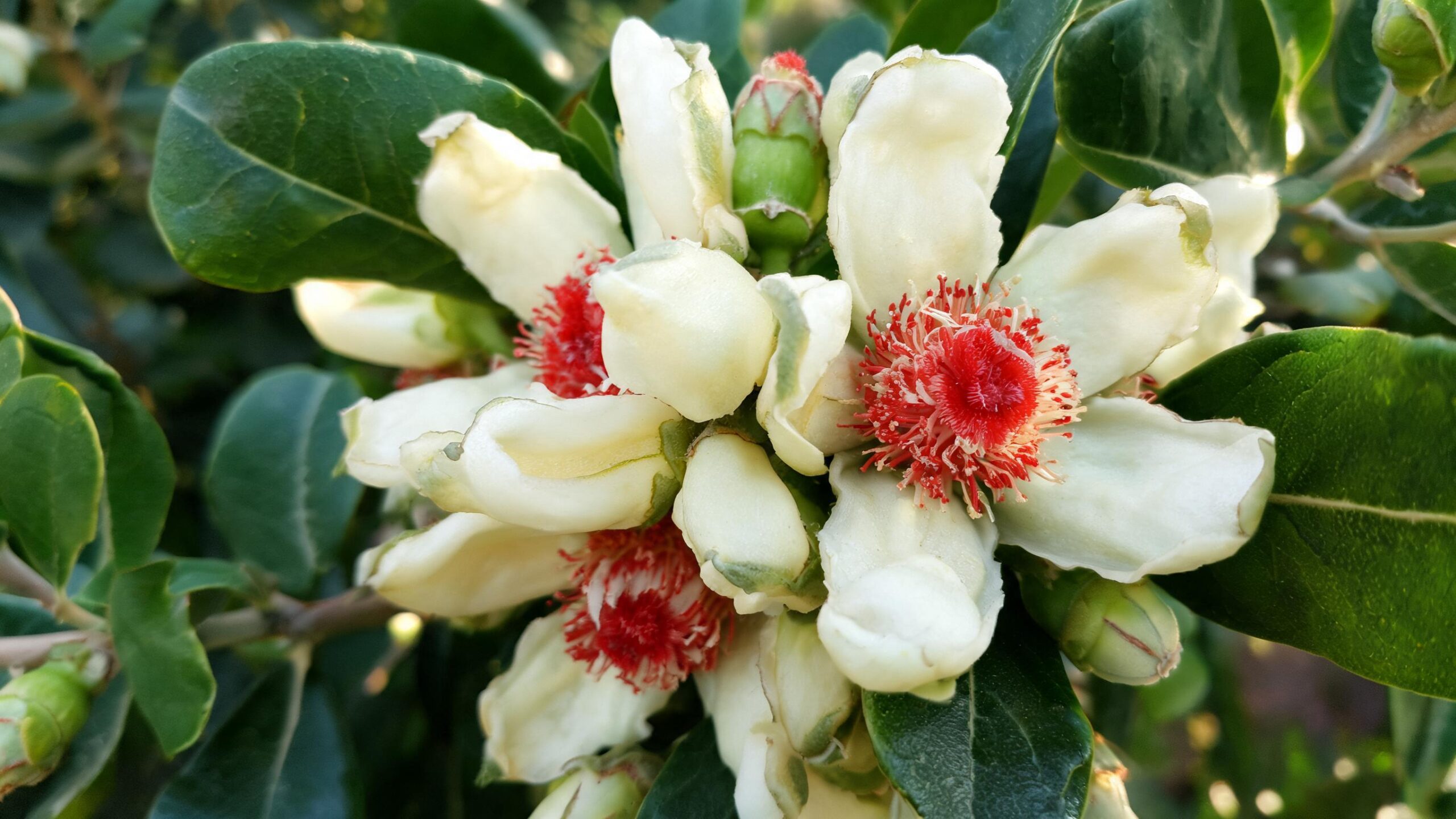 how to grow feijoa