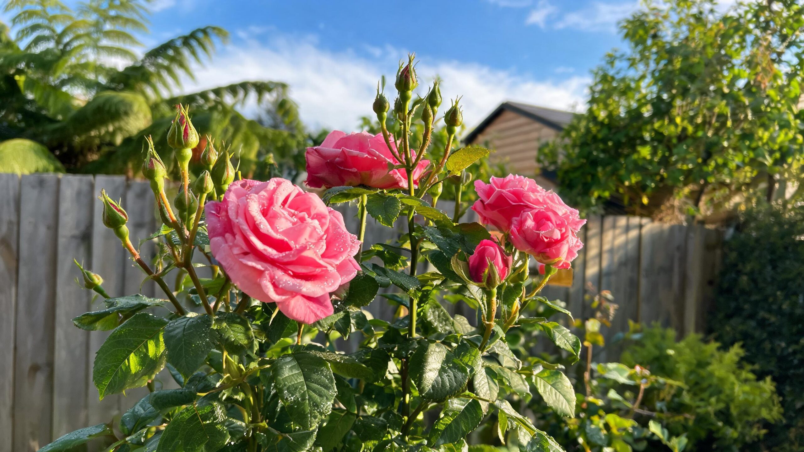 how to grow roses