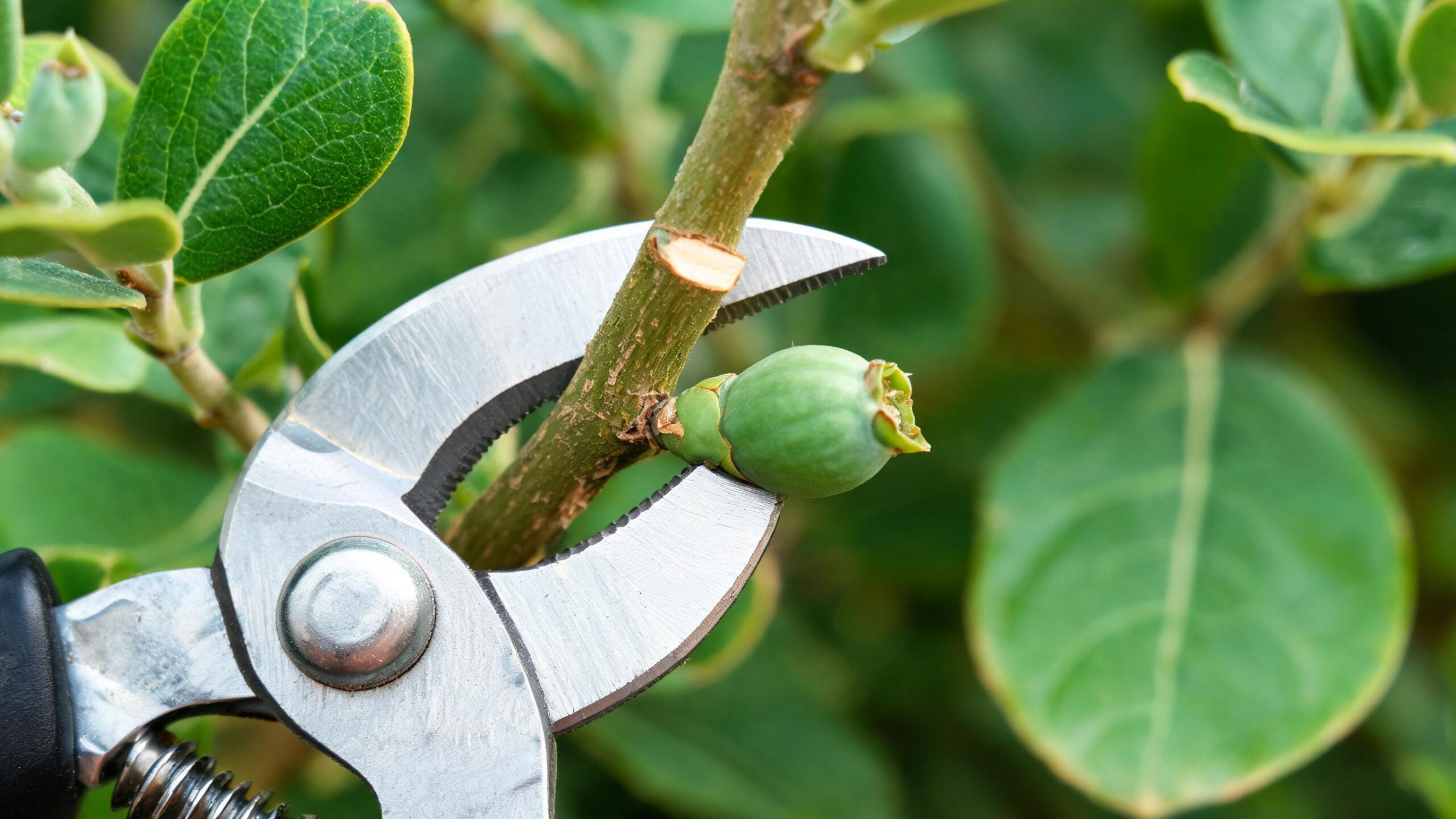pruning feijoa