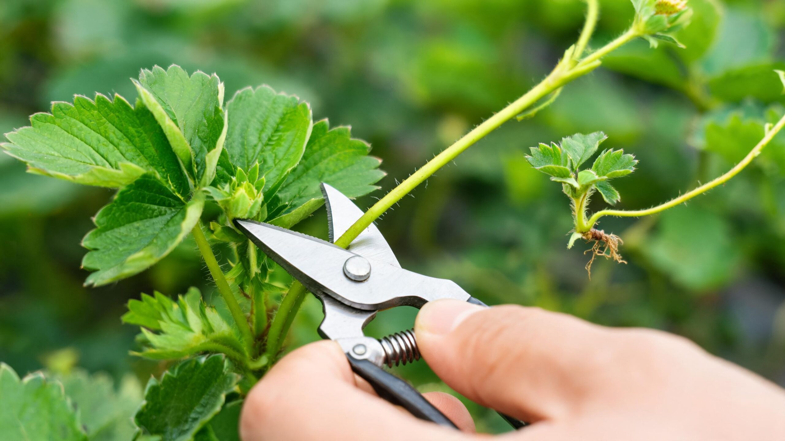 pruning strawberries