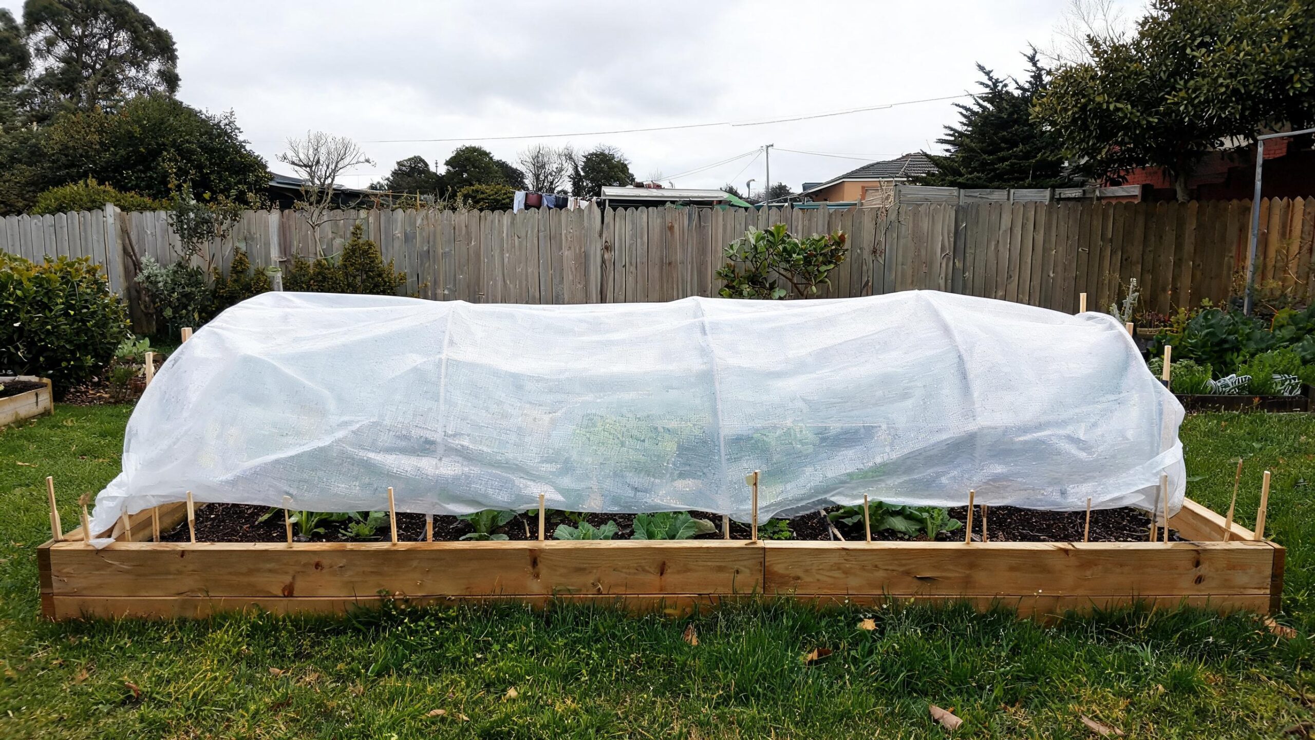 vegetable gardening in August NZ