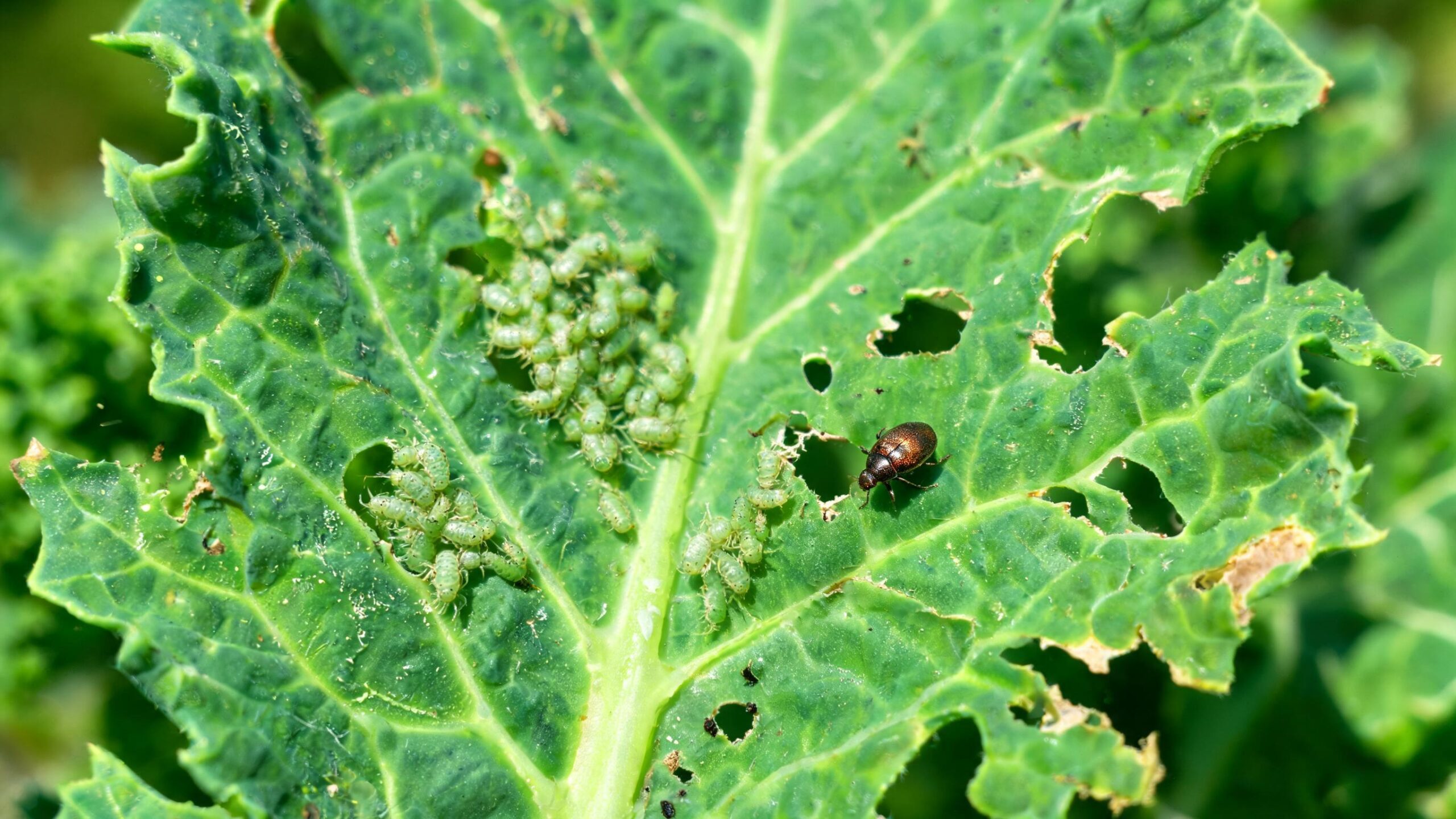 what to plant in september