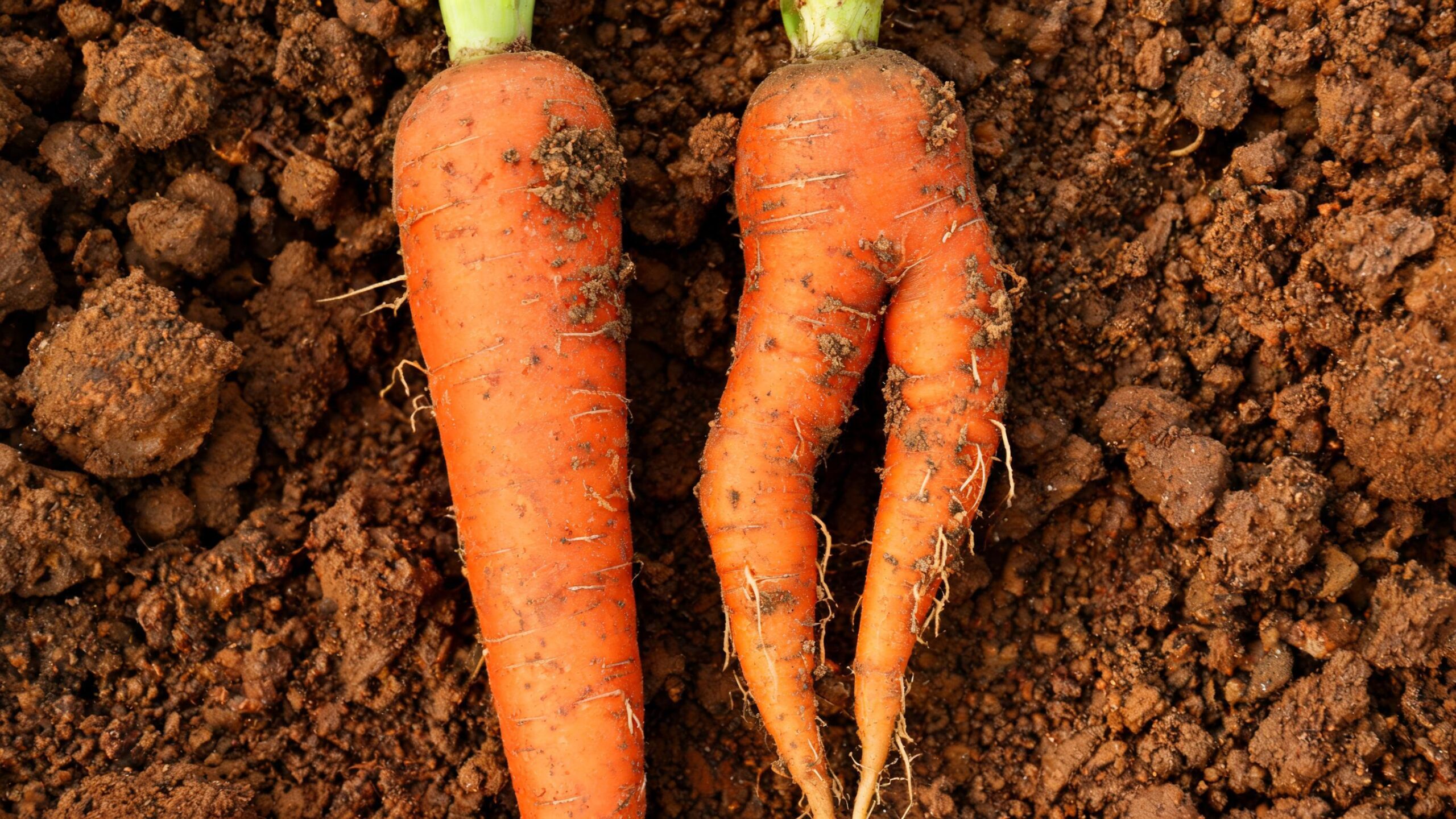 carrots not growing