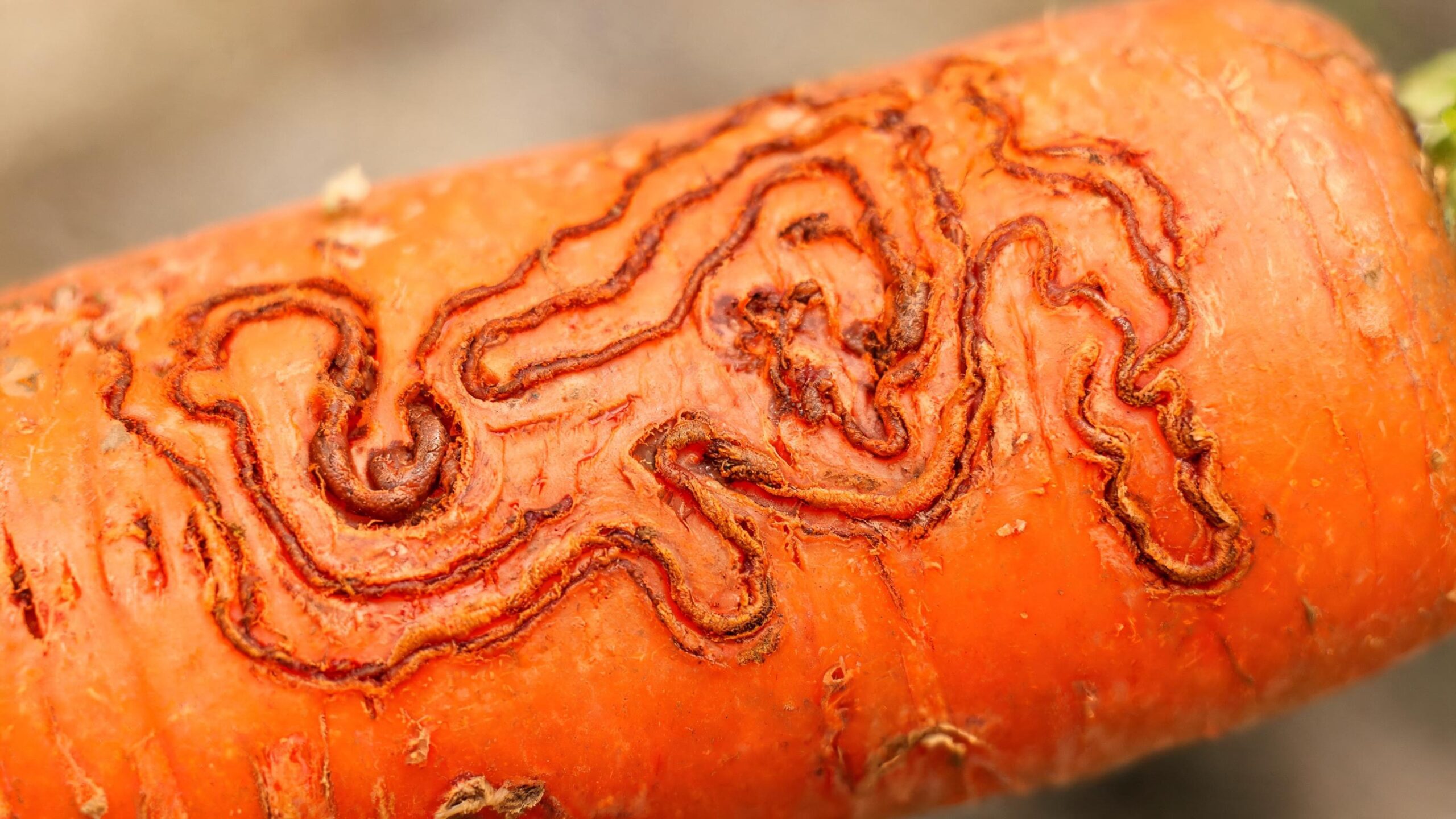 carrots not growing