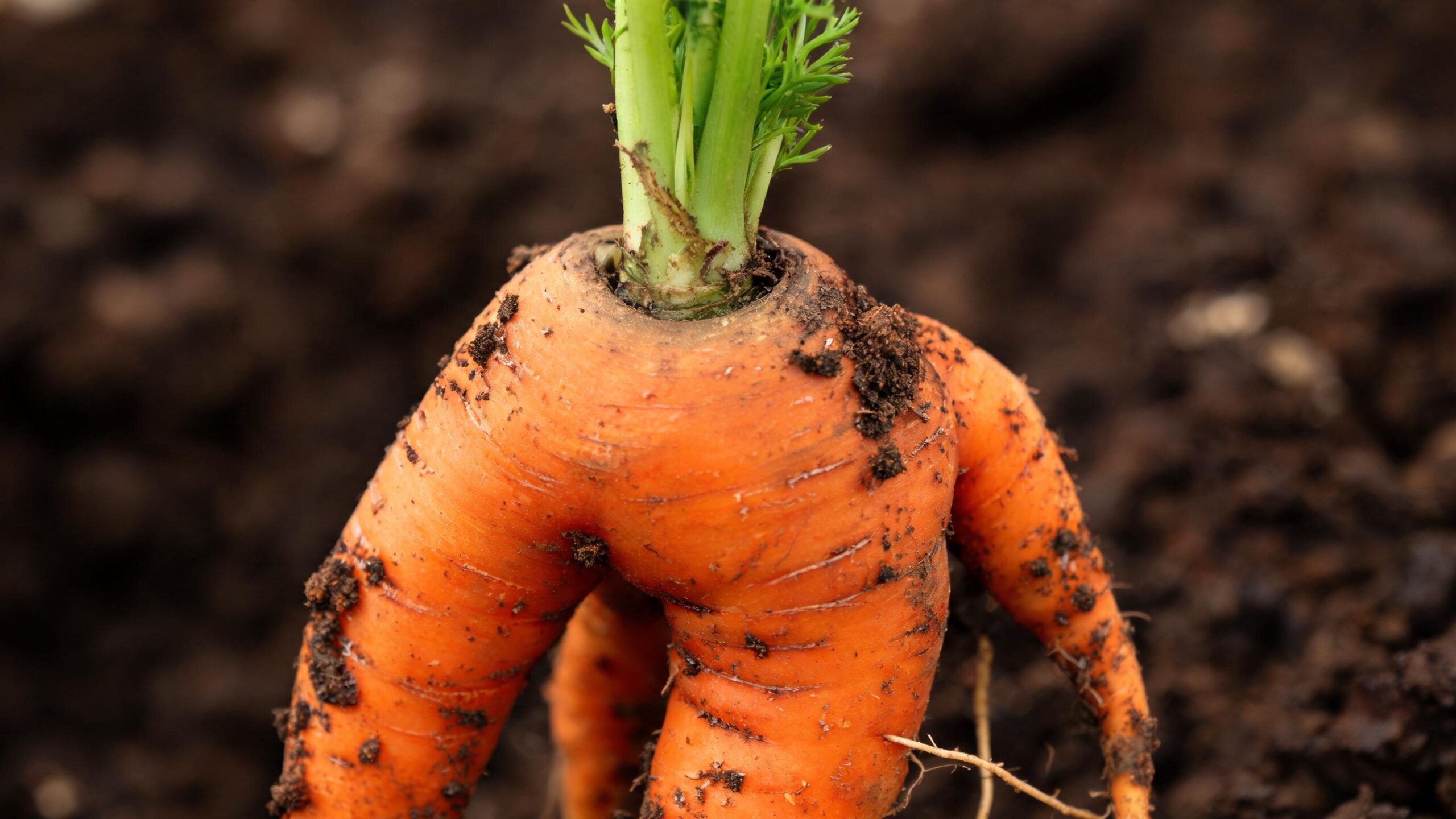 carrots raised beds vs ground
