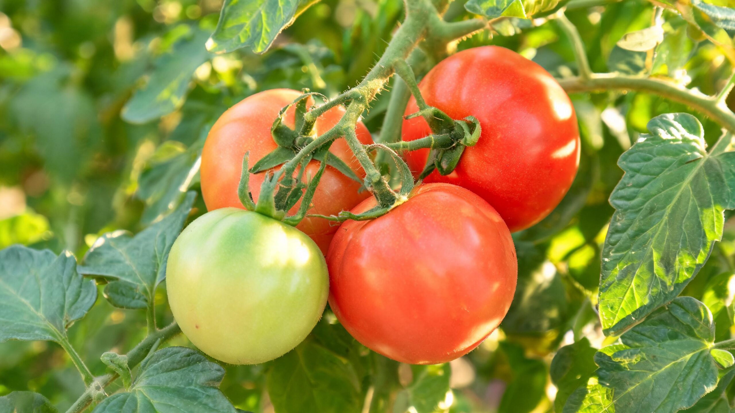 how often to water your vegetable garden