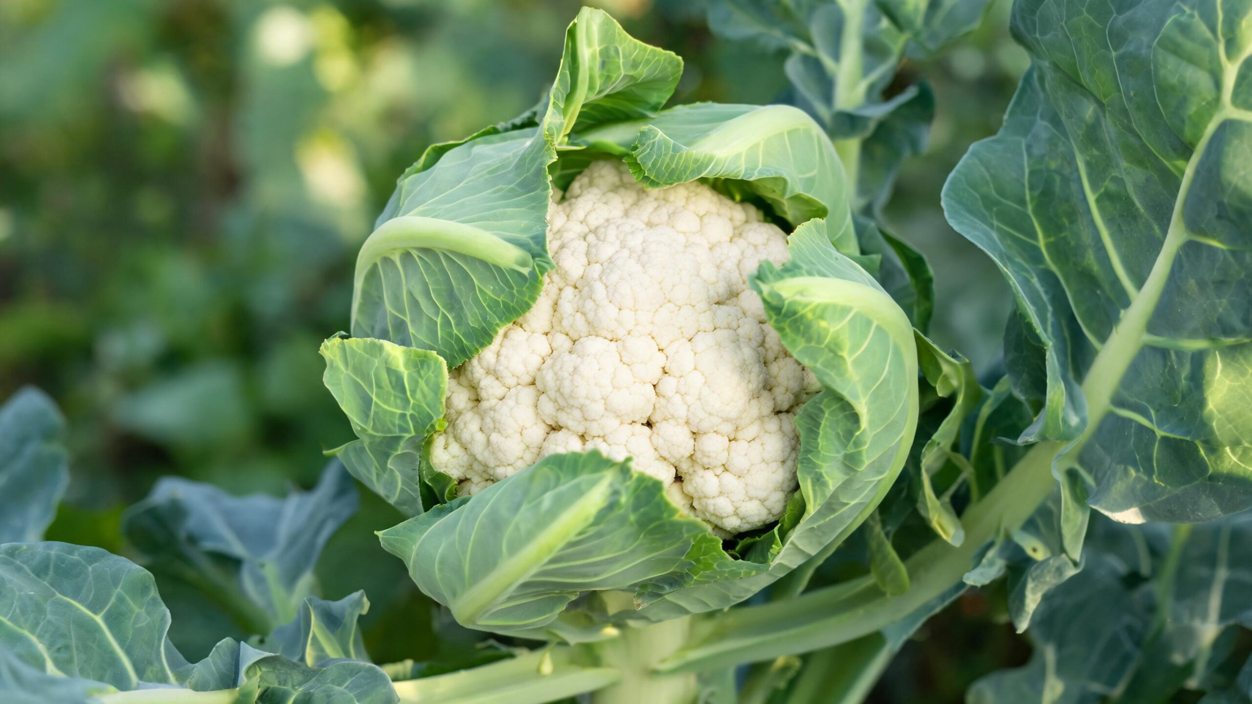 how to grow cauliflower