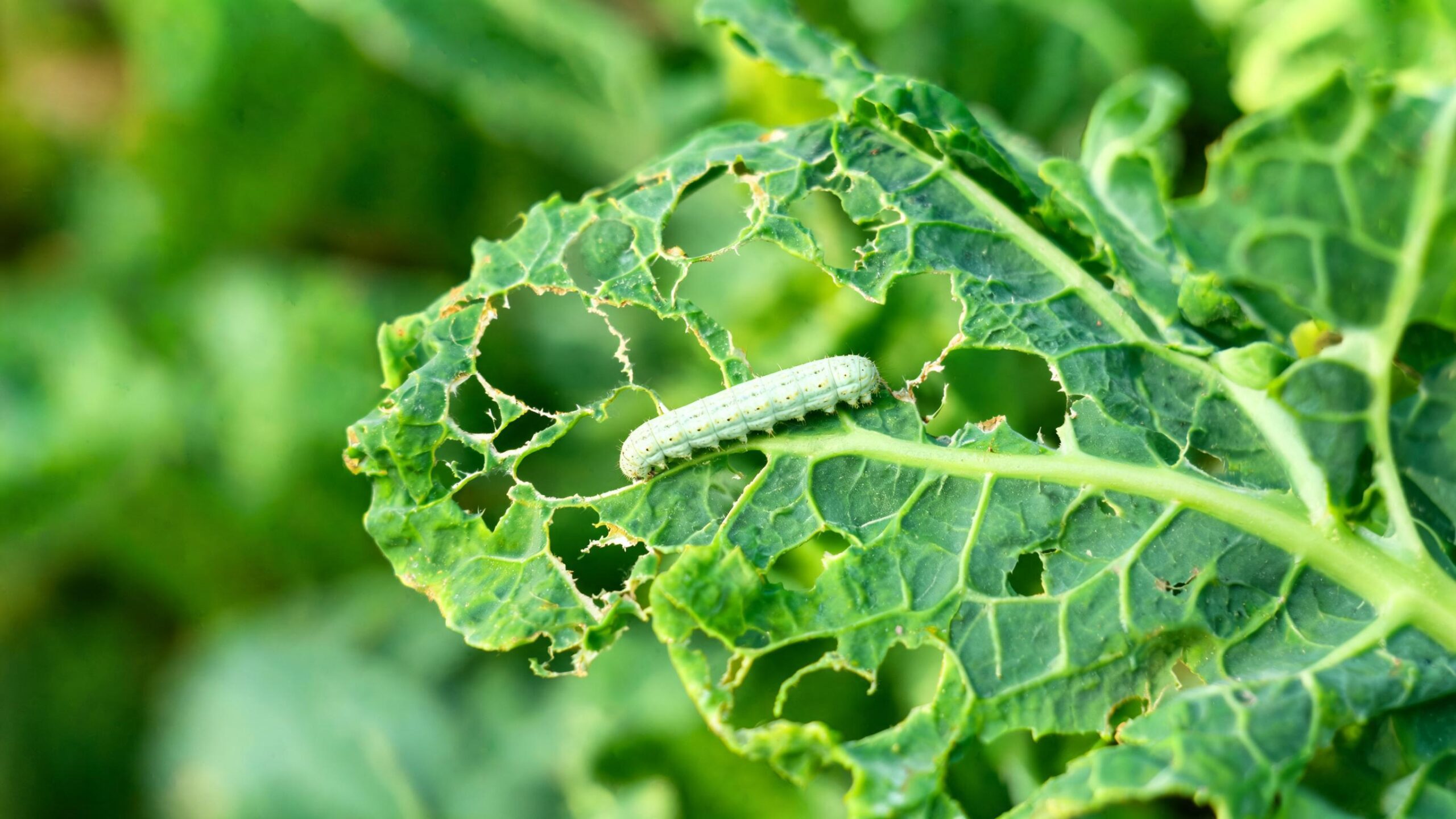 how to grow cauliflower
