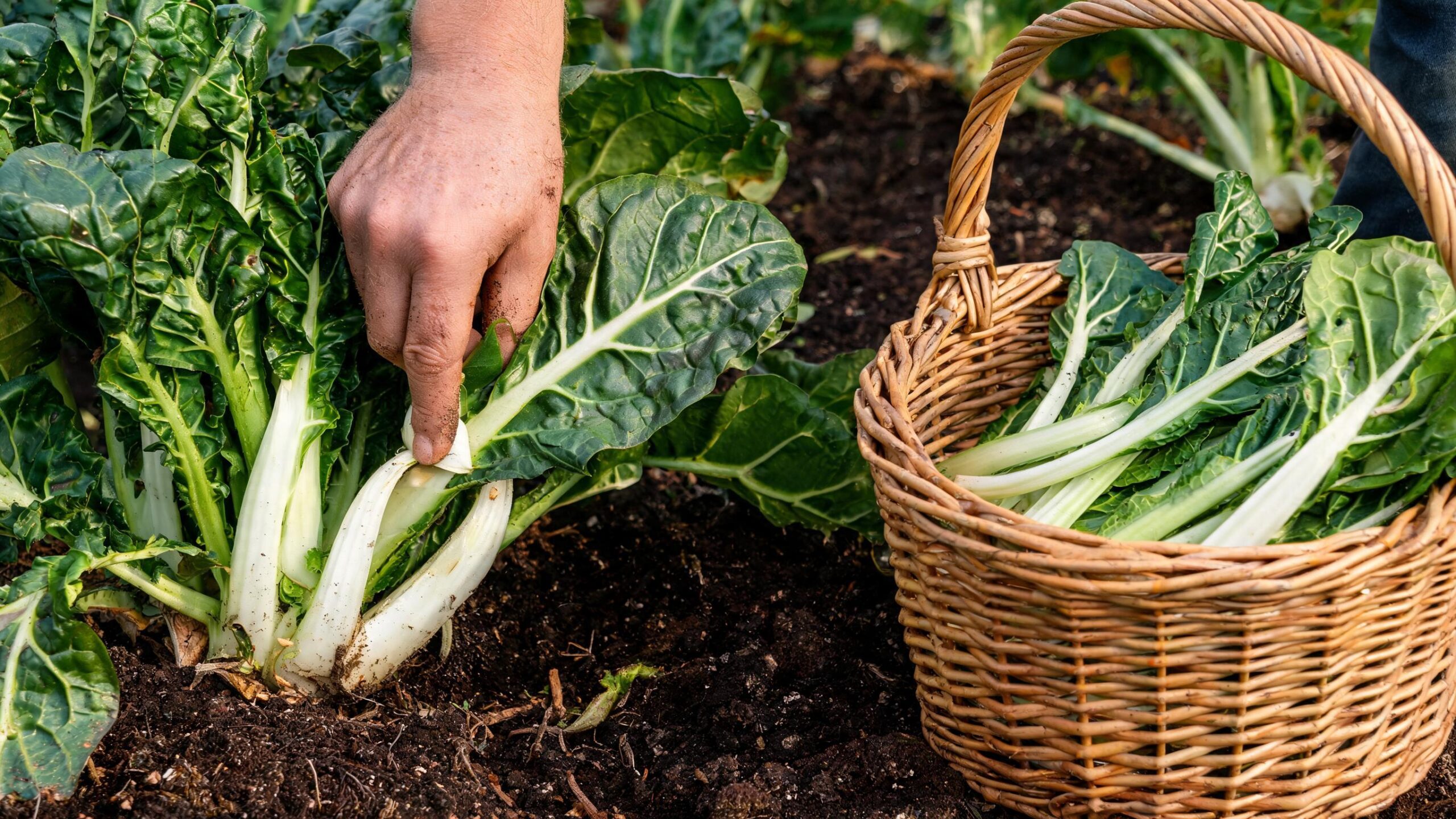 how-to-grow-silverbeet
