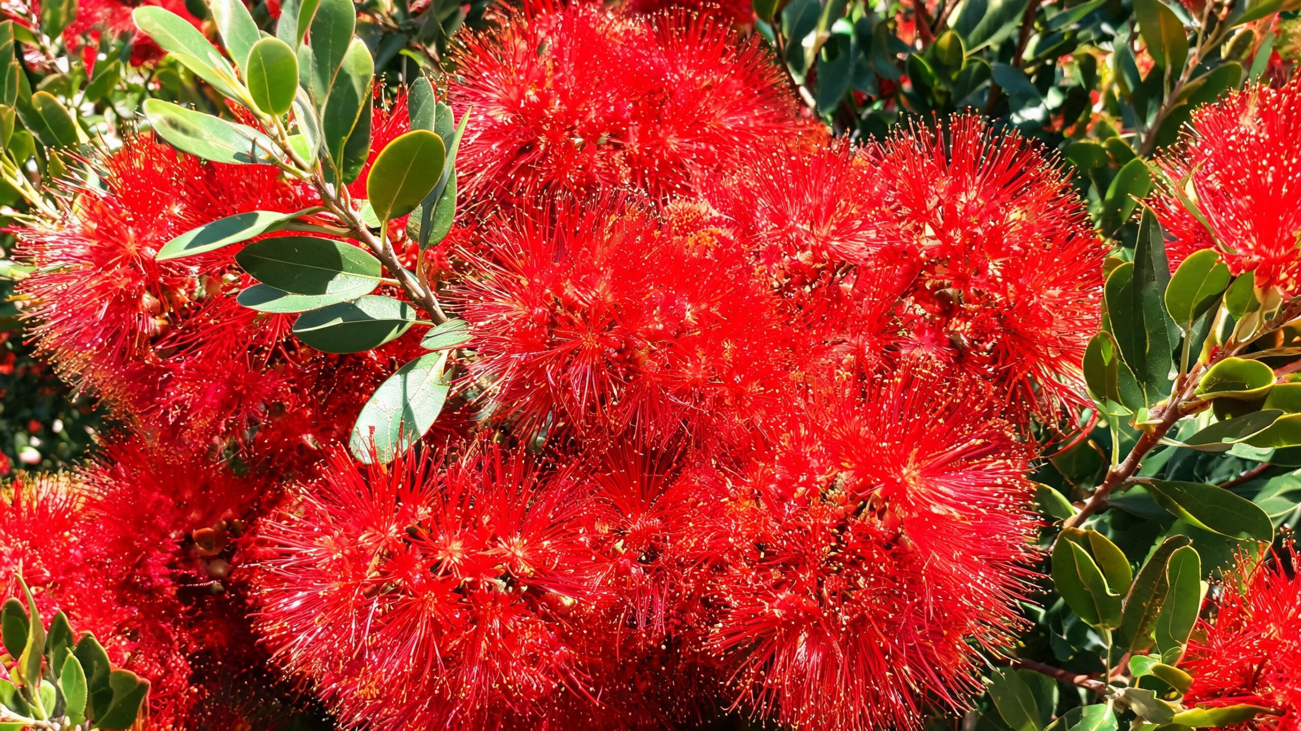 native plants for NZ gardens