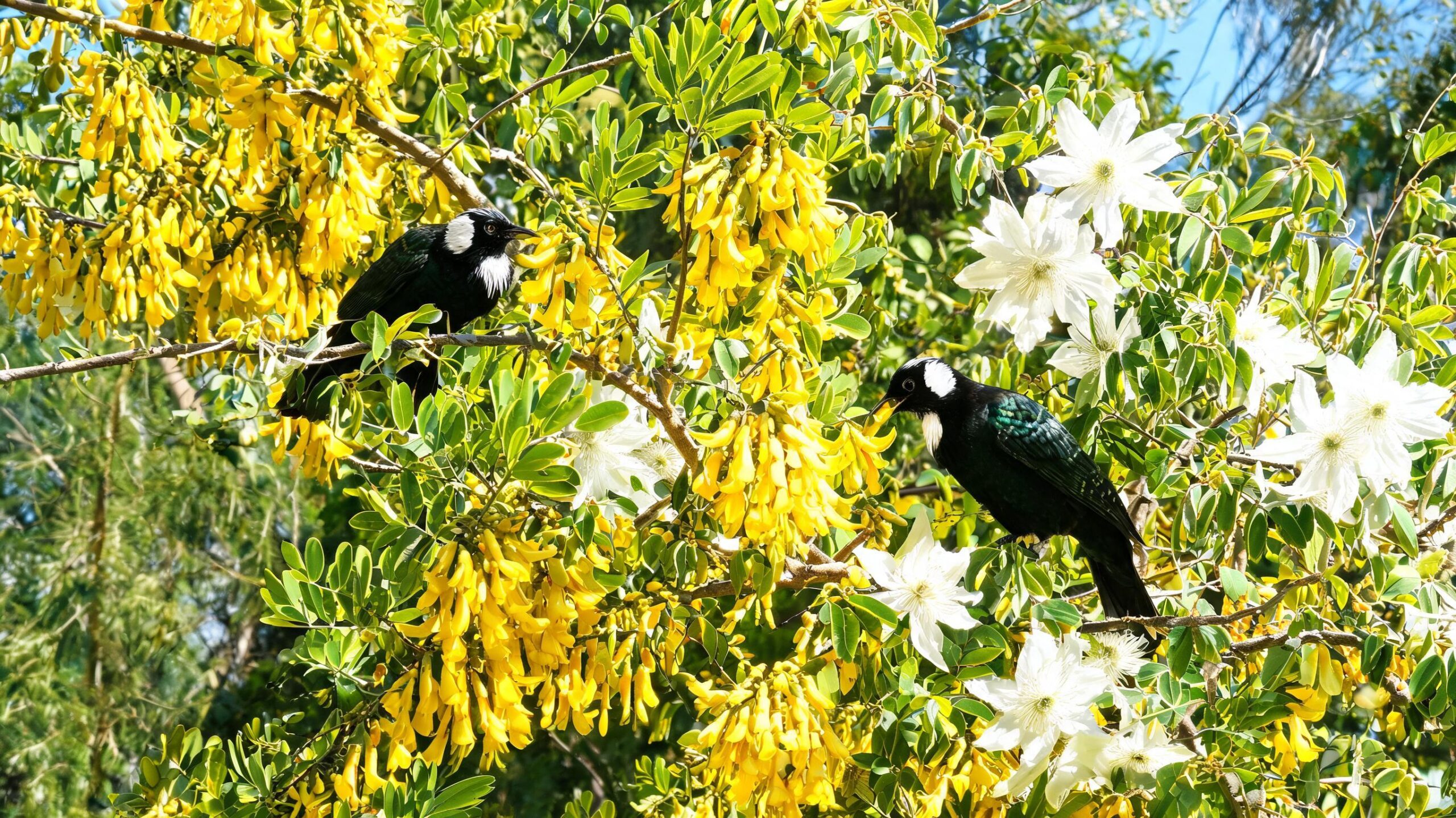spring flowers NZ