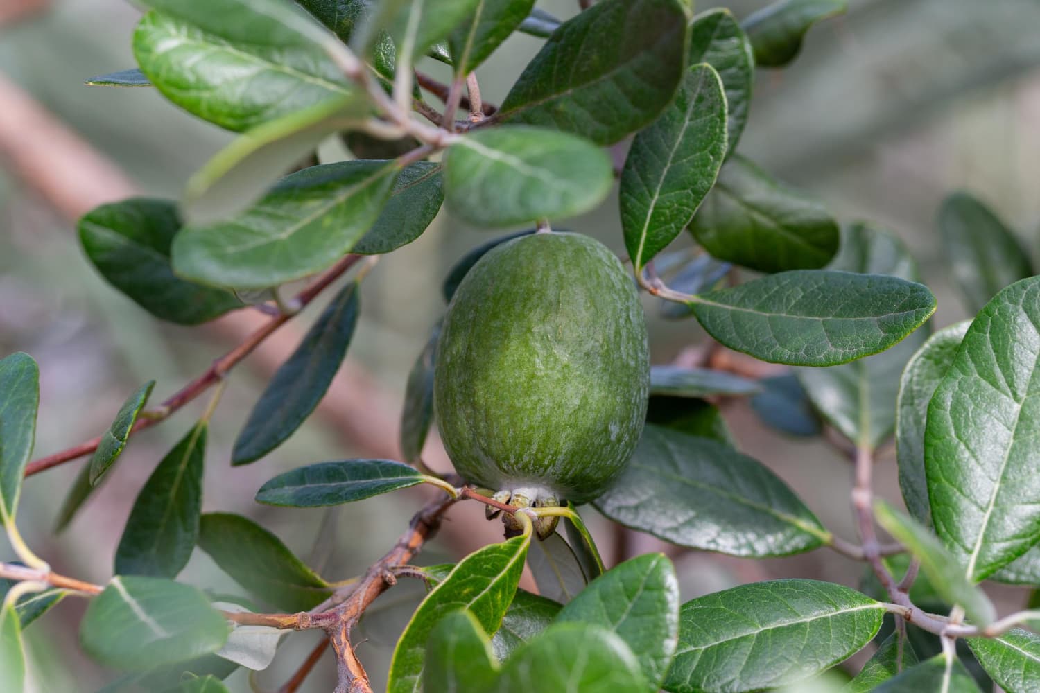 How to Grow Feijoa in New Zealand: The Complete Kiwi Grower’s Guide