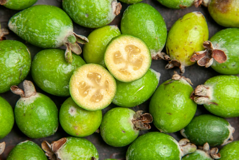 how-to-grow-feijoa-in-new-zealand