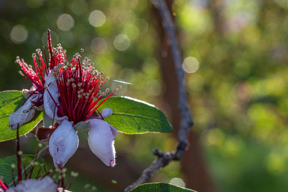 how-to-grow-feijoa-in-new-zealand