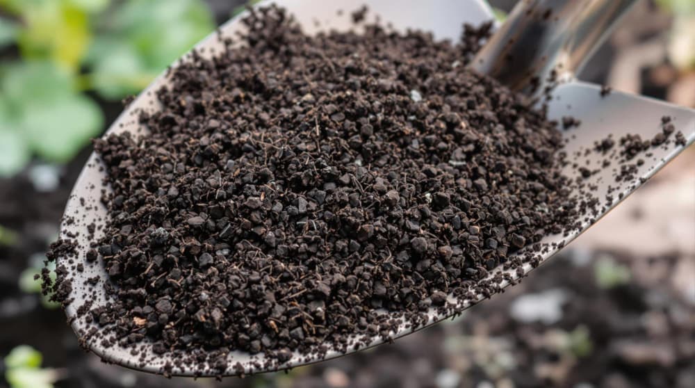 how-to-grow-feijoa-in-new-zealand